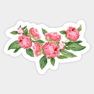 Watercolor Peonies Sticker